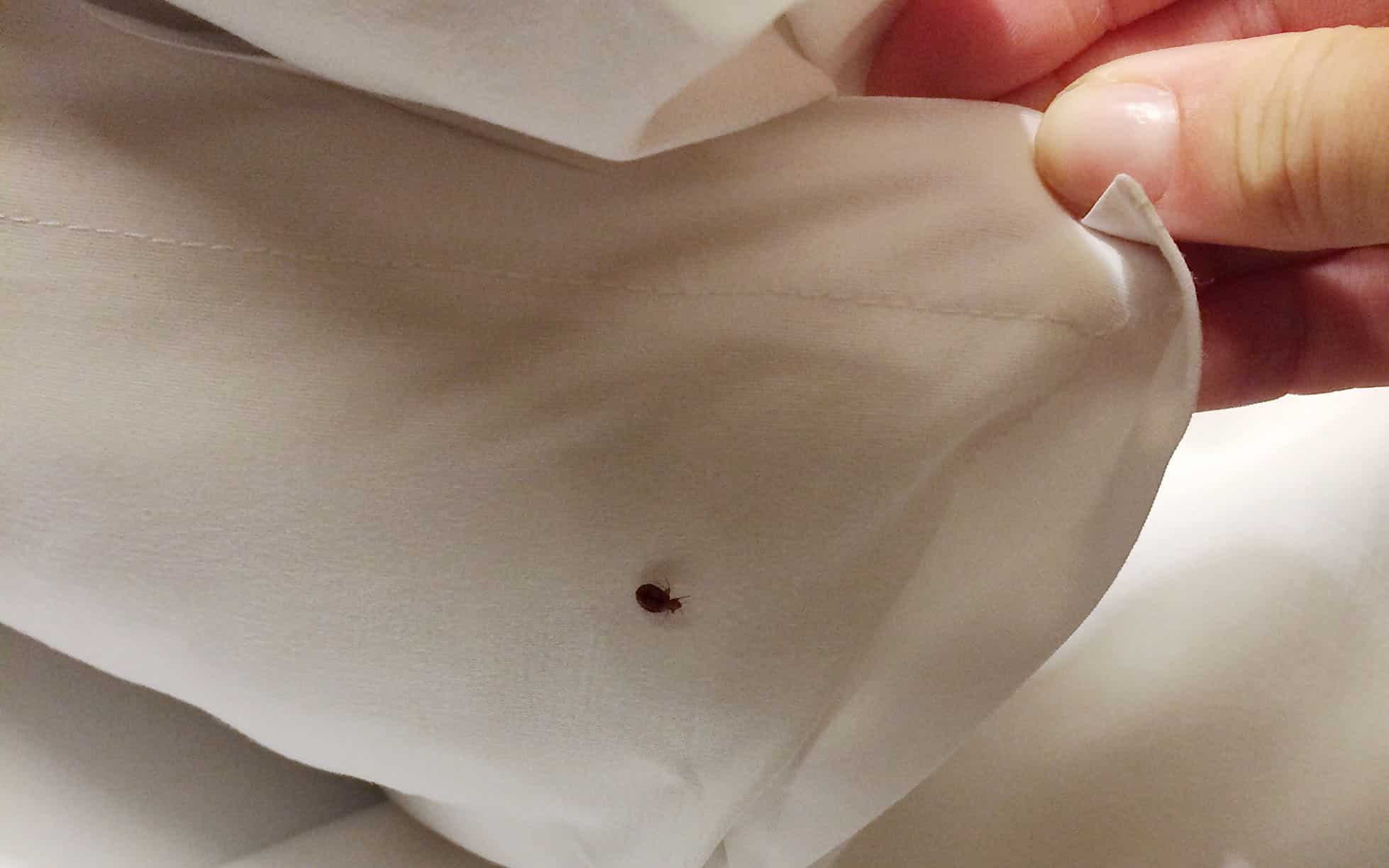 Bed Bug Infestation