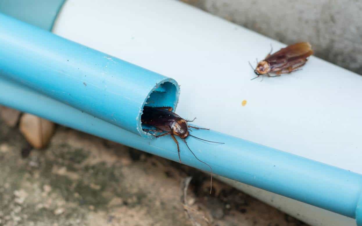 Cockroaches in Dark Spaces