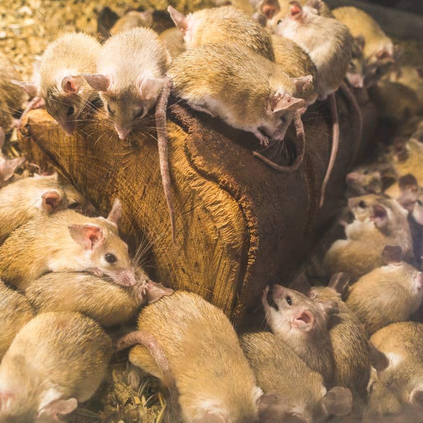 Severe rodent infestation, showing a large population of mice in a confined space.
