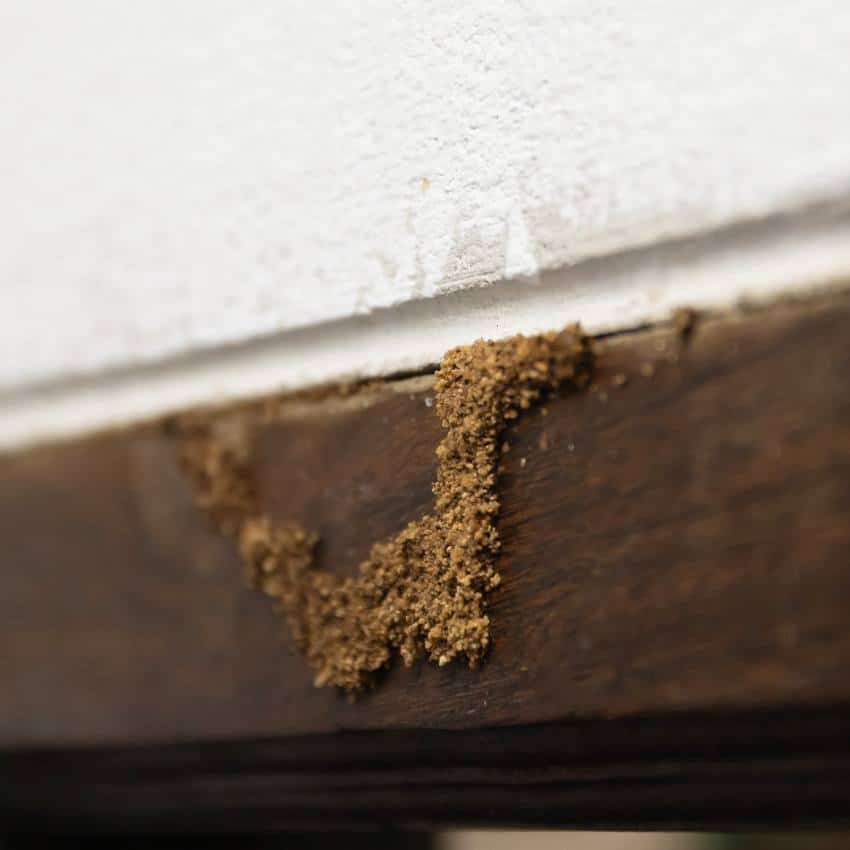 Termite mud tube crawling up a wooden surface, a clear sign of infestation.