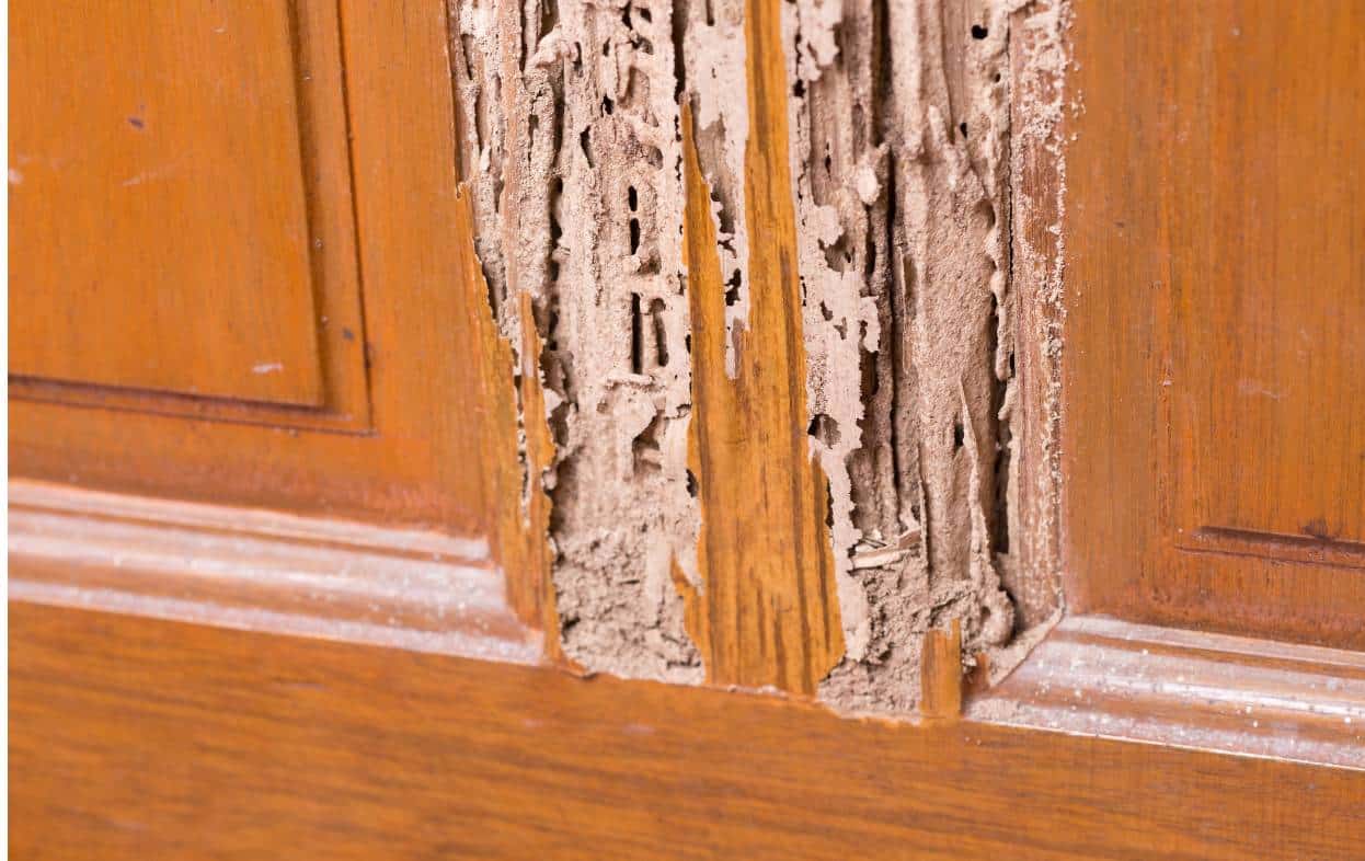 Termite Damage