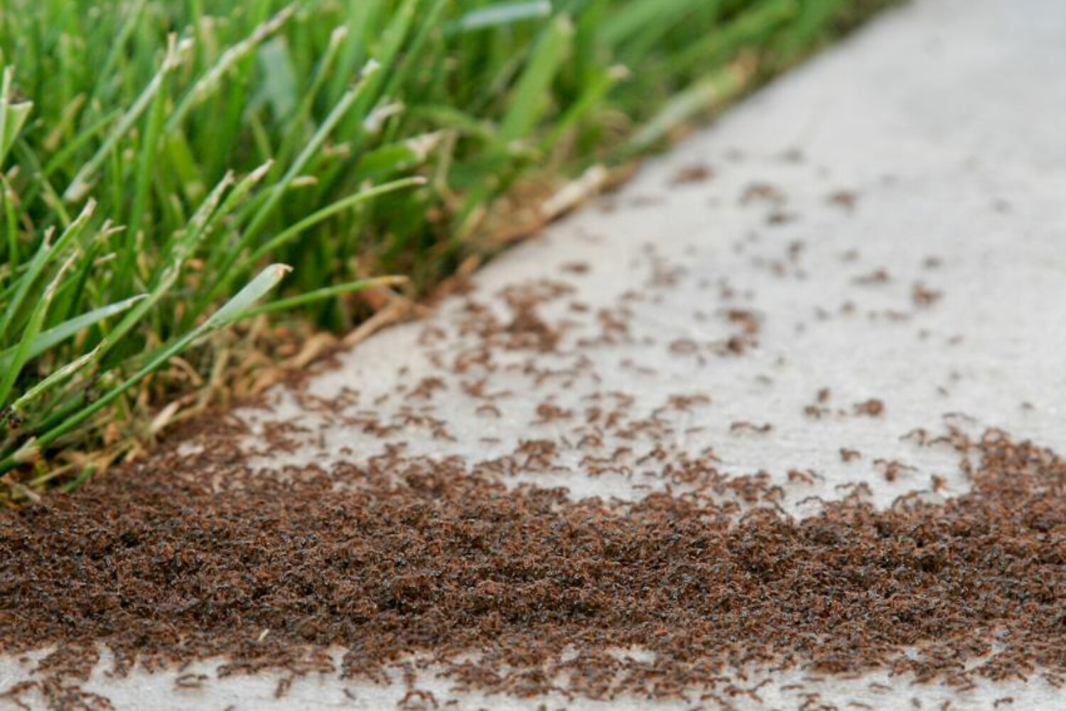 Large colony of ants invading a sidewalk near a grassy area.